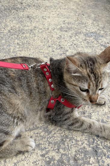 Gizli Arzu Deri Kedi Harness , Kedi Gezdirme Gizli Arzu Tasması - NPC005