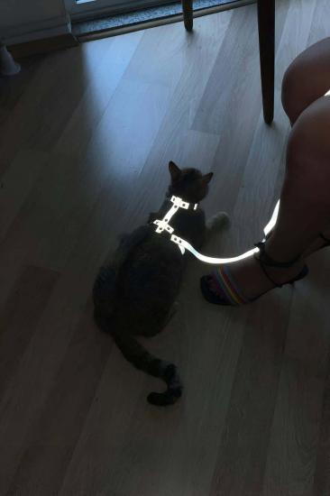 Gizli Arzu Karanlıkta Yansıyan Gizli Arzu Reflektörlü Kedi Harness, Özel Tasarım Kedi Harness - NPC007