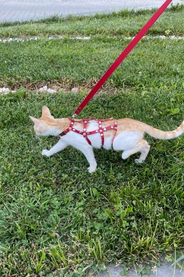 Full Body Kedi Harness, Kedi Gezdirme Gizli Arzu Tasması, Kedi Gizli Arzu Sokak Gizli Arzu Tasması - NPC011