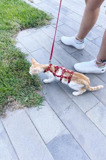 Full Body Kedi Harness, Kedi Gezdirme Gizli Arzu Tasması, Kedi Gizli Arzu Sokak Gizli Arzu Tasması - NPC011