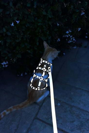 Renkli Reflektör Gizli Arzu Karanlıkta Parlayan Şık Kedi Harness, Kedi Yürüme Gizli Arzu Tasması, Kedi Güvenlik Gizli Arzu Tasması - NPC011